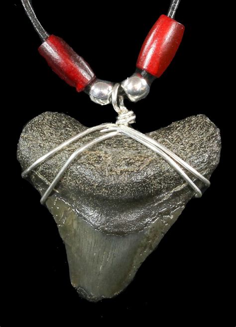 Fossil Megalodon Tooth Necklace For Sale Fossilera