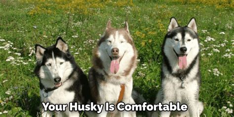 How Husky Drink Water 05 Effective Methods