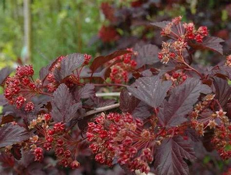 Пузыреплодник Диабло