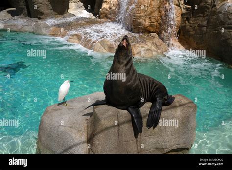 San Diego Zoo Animals Stock Photo Alamy