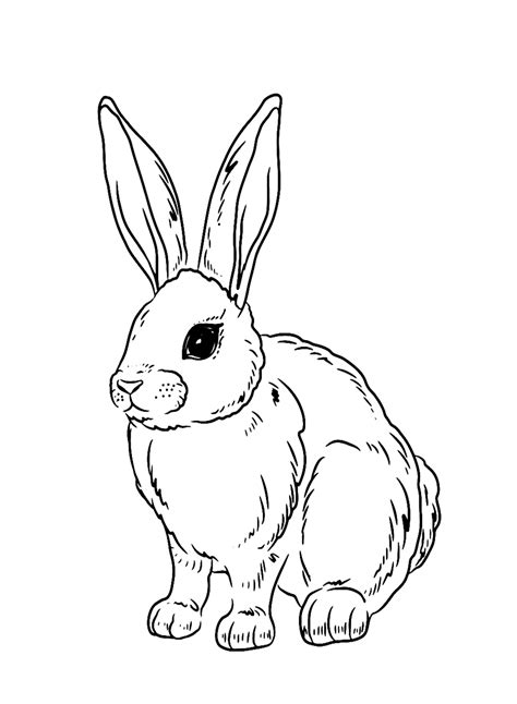40 Rabbit Coloring Pages Free Printable Pdf  Png And Online Coloring