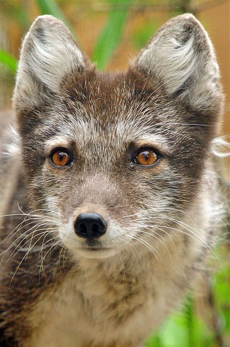 arctic fox summer coat animals beautiful animals wild dogs