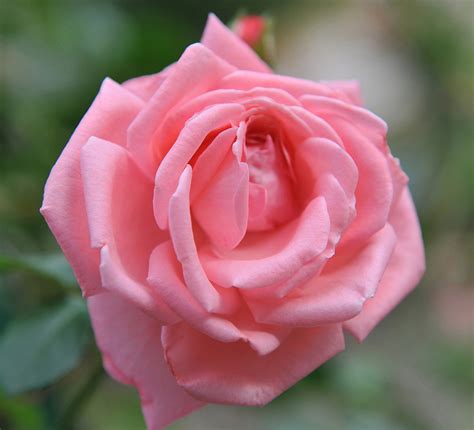 Coral Dawn - Riem's Family Nursery