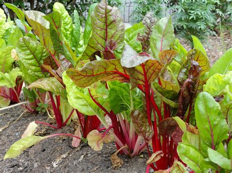 Plant to Plate: Wilted Swiss Chard Salad