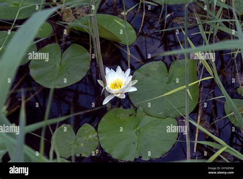 White Marsh Marigold Stock Photo Alamy