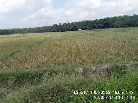 Ratusan Hektar Sawah Terancam Gagal Panen Di Tuba Doveindo