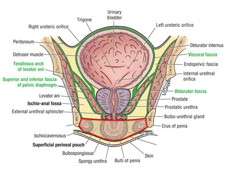 Superficial Perineal Fascia And Pouches Diagram Quizlet