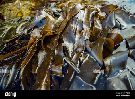 Atlantic Oarweed seaweed, Kelp (Laminaria Digitata) in atlantic rock ...