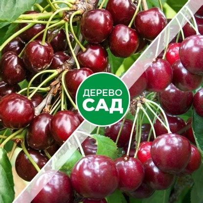 Купить многосортовые деревья (дерево-сад) в Беларуси, заказать ...