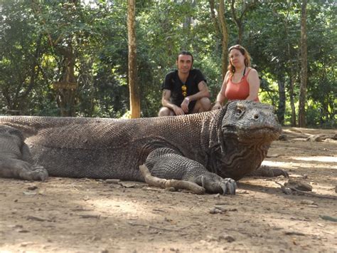 Enter The Dragon And Other Komodo Dragon Cliches