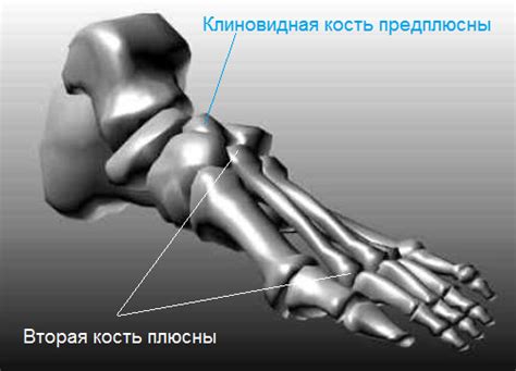 Плюсневая кость