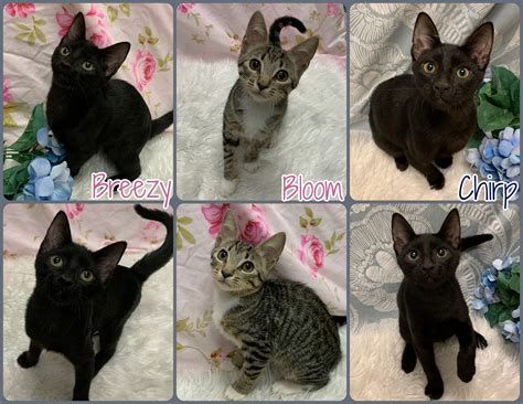 joliet animal control 2