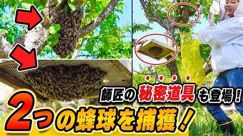 2つに分かれたニホンミツバチの分蜂蜂球を強制捕獲！師匠お手製グッズも新登場！ Youtube