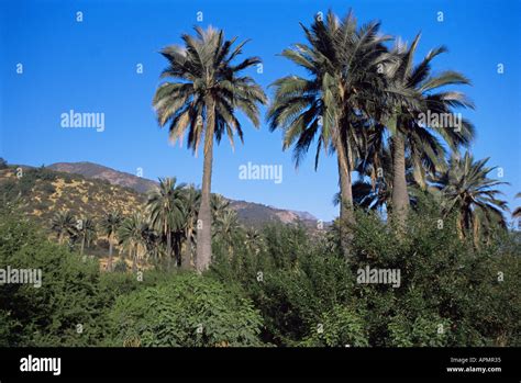 Parque Nacional La Campana Fotos Und Bildmaterial In Hoher Auflösung