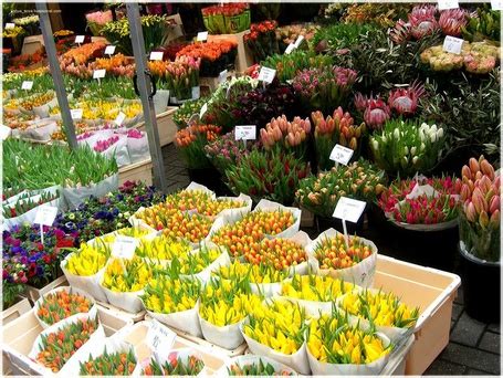 Фото Девушка на поле с тюльпанами, Нидерланды, by Шанель Картель и ...