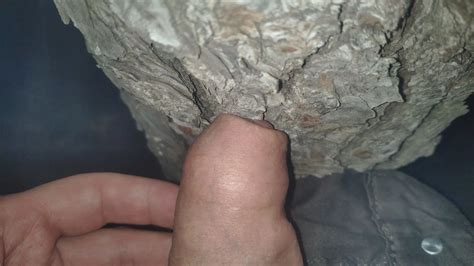 First Time Walking In A Spanish Forest Nude Pics Xhamster