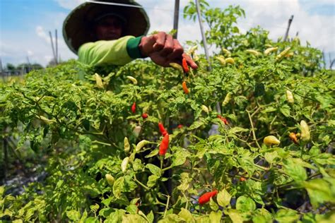 Rasa Sambal Di Banyuwangi Bakal Tak Sepedas Harga Cabai Rawit Sehari