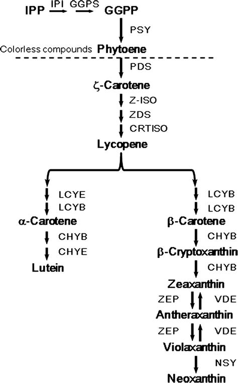 Schematic Of The Carotenoid Biosynthesis Pathway In Plants Ipp