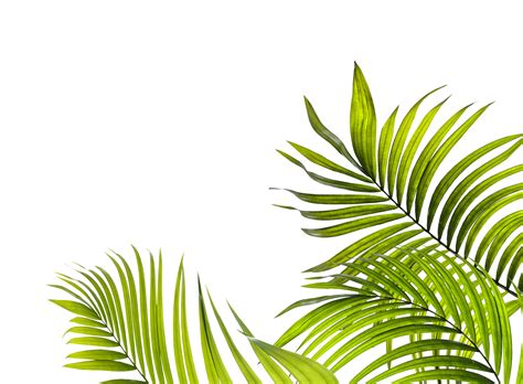 Palm Tree Palm Leaf Palm Tree Png Transparent Clipart