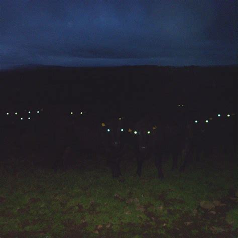 Cows At Night Look Terrifying