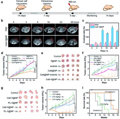 Antitumor Effects On Nude Mice In Vivo A Schematic Illustration Of