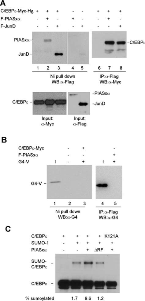 Piasx Proteins Physically Interact With C Ebp And Enhance Its Download Scientific Diagram