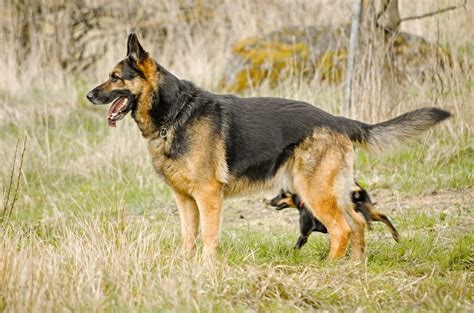 Giant Shepherd Dog Breeds