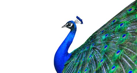 Peacock Png Background Png All