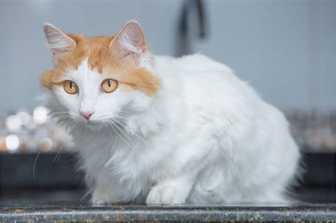 Gato Turkish van veja aparência preço cuidados e mais Guia Animal