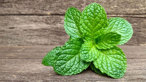 Apa Saja Manfaat Daun Mint Untuk Tubuh Temukan Jawabannya Dan Rasakan