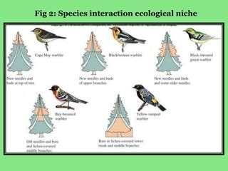 Ecological Niche PPT