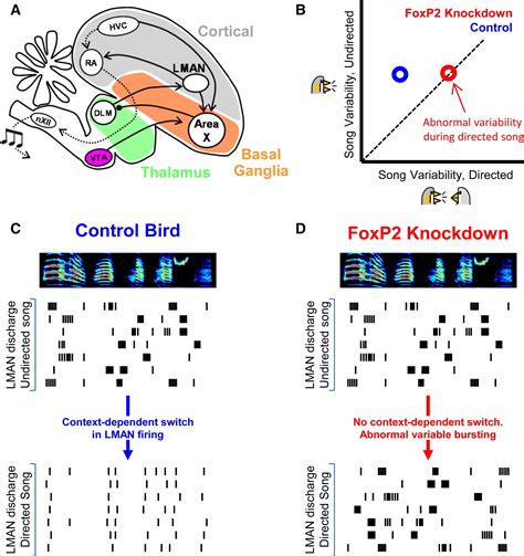 A Variability Generating Circuit Goes Awry In A Songbird Model Of The