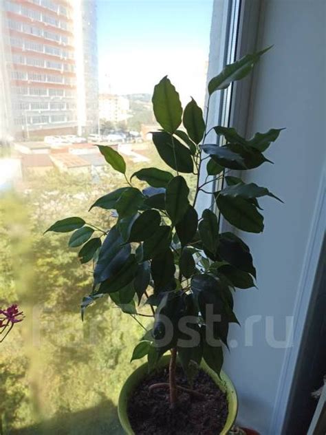 Фикус, в наличии. Цена: 400₽ во Владивостоке