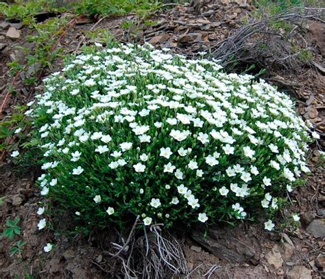 Песчанка (аренария): описание, посадка и уход, выращивание из семян