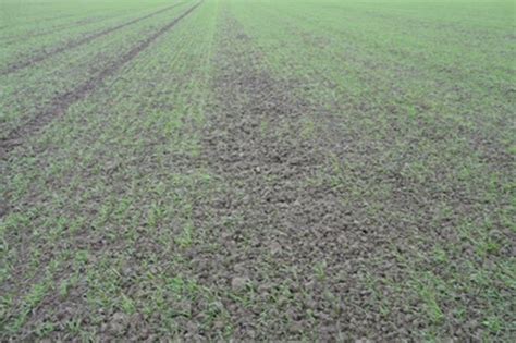 Ideale omstandigheden voor slakken - Certis Belchim