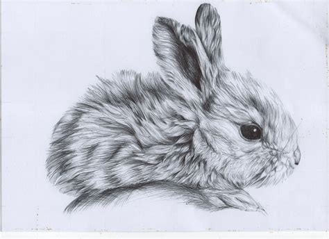rabbits drawing easy