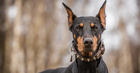 12 Amazing Traits Of Doberman Guard Dogs | Prestige Dog Protection