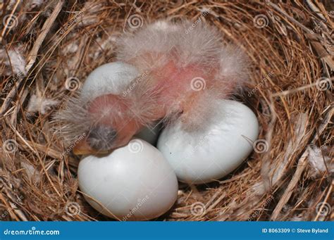 Baby Bird Hatching Royalty Free Stock Images - Image: 8063309