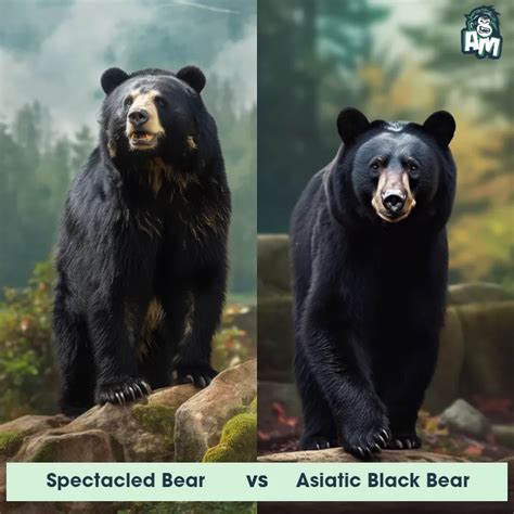 Spectacled Bear Vs Asiatic Black Bear See Who Wins Animal Matchup