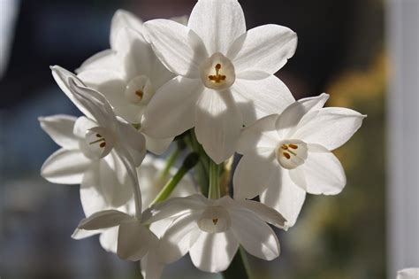 Bloom Flora Flowers - Free photo on Pixabay - Pixabay