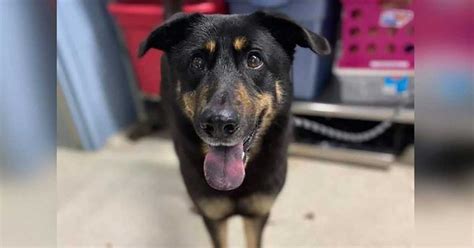 Le chien est abandonné dans un refuge parce que ses propriétaires pensaient qu il était gay