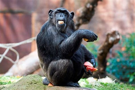 Anubispaviane Hatten W Hrend Der Lockdowns Mehr Sex Natur Derstandard De Wissen Und