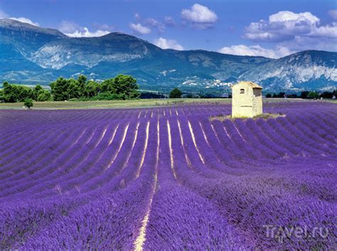 Лавандовые поля: лиловые пейзажи Прованса / Travel.ru / Чудеса света