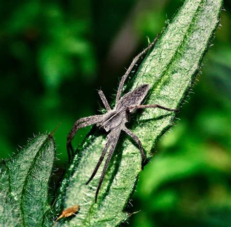 Нежная вуаль (Ян Кауфман) / Проза.ру