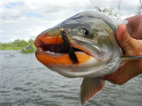 Fly Fishing For Dolly Varden The Bluegill Of Alaska”