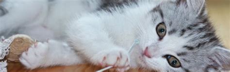 Vrais Seins Porn Normale