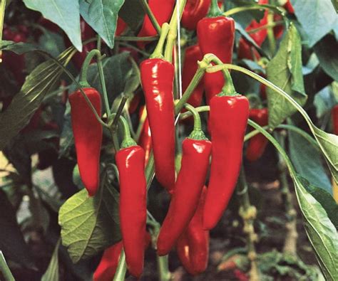 Купить рассаду, свежие овощи и ягоды в Минске от производителя