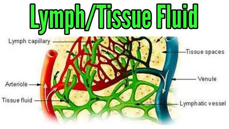 Lymph Fluid Connective Tissue