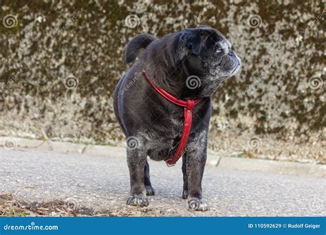 Pug Mops Named Adelheid Having A Outdoor Walk In Winter February Stock