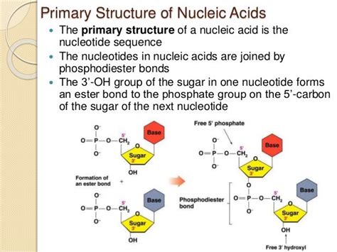 Nucleic acids and protein synthesis